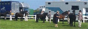 fell ponies