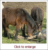 dartmoor hill ponies