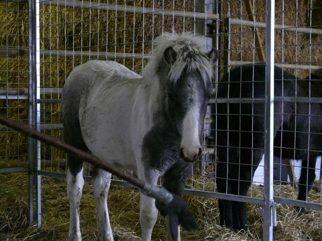 Dartmoor Hill Pony