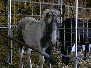 Dartmoor Hill Pony