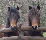 dartmoor pony heritage trust