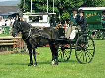 Fell Pony driving with trap