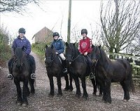 Fell Ponies