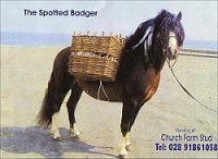 kerry bog pony native ponies online irelands rare pony irish society