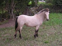 kerry bog pony native ponies online irelands rare pony irish society