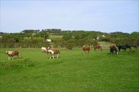 kerry bog pony native ponies online irelands rare pony irish society