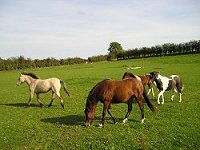 kerry bog pony native ponies online irelands rare pony irish society