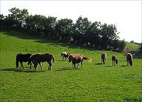 kerry bog pony native ponies online irelands rare pony irish society