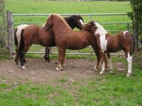 kerry bog pony native ponies online irelands rare pony irish society