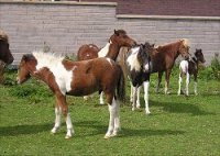 kerry bog pony native ponies online irelands rare pony irish society