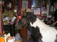 kerry bog pony native ponies online irelands rare pony irish society