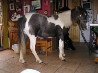 kerry bog pony native ponies online irelands rare pony irish society