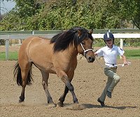 Bridget of Moonshine Glen, Highland Pony Mare