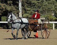 Bickerdike By Design, Dales Pony Mare