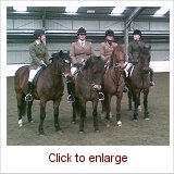 new forest ponies