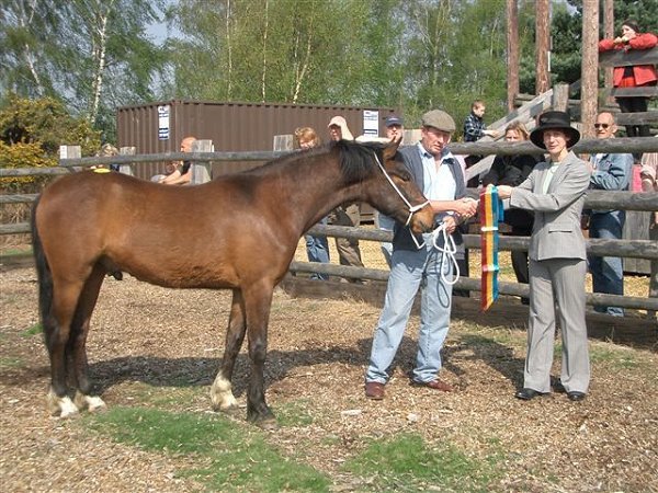 new forest pony publicity group