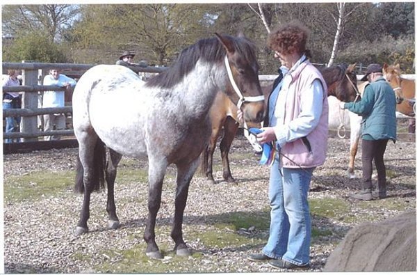 new forest pony publicity group