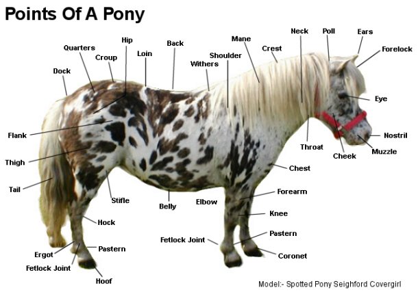 points_of_a_pony.jpg
