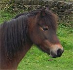 dartmoor heritage pony adoption scheme