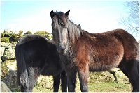 dartmoor hill ponies