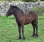 fell, dales, connemara, british spotted, coloured, dartmoor, eriskay, exmoor, highland, new forest, shetland, welsh, discussion forums