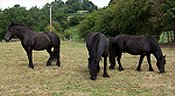 native ponies fell, dales, connemara, british spotted, coloured, dartmoor, eriskay, exmoor, highland, new forest, shetland, welsh