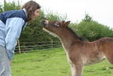exmoor native pony web site online