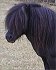 shetland pony