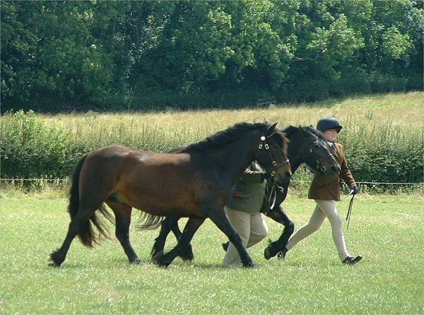 Fell Pony Society Midlands East Support Group Show