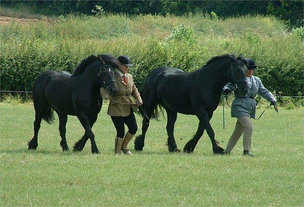 Fell Pony Society Midlands East Support Group Show