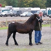 Fell Pony Sales 2007