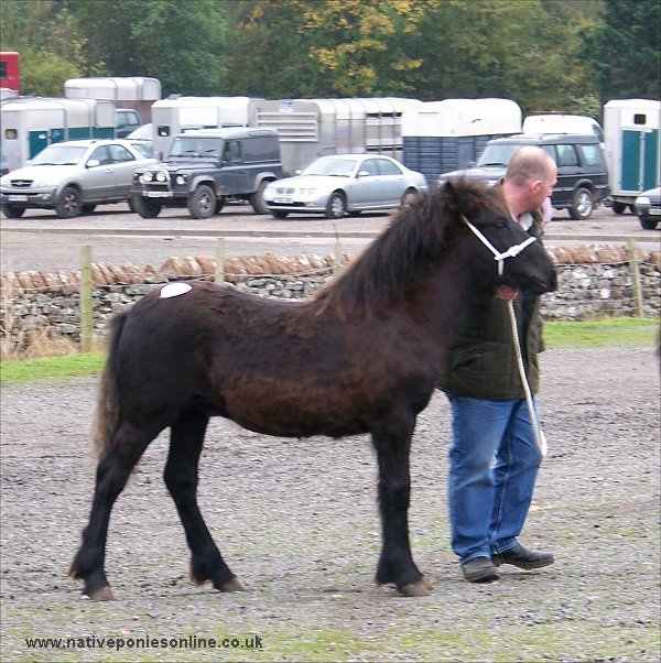 Fell Pony sales 2007