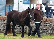 Fell Pony Sales Penrith 2007