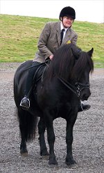 Fell Pony Sales 2007