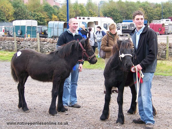 Penrith Fell Pony Sales 2007