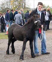 Fell Pony Sales 2007