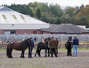 Class 2 Penrith Fell Pony sales 2007