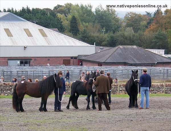 Class 2 Penrith Fell Pony sales 2007