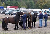 Class 2 Penrith Fell Pony Sales 2007