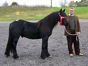 Fell Pony Sales 2007