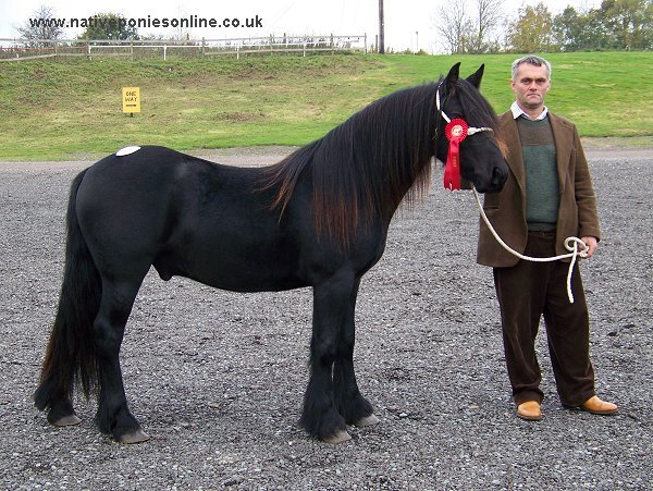 Fell Pony Sales 2007