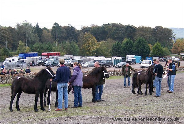 Fell Pony sales 2007