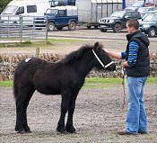 Fell Pony Sales 2007