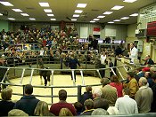 Sale ring Pentrith Fell Pony sales 2007