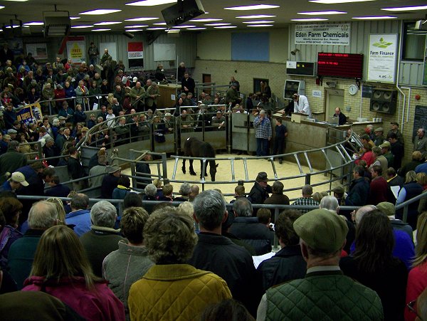 Sale ring Pentrith Fell Pony sales 2007