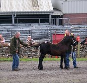 Fell Pony Sales 2007