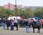 Fell Pony Sales 2007