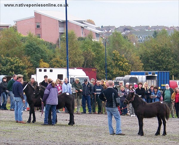 Fell Pony Sales 2007