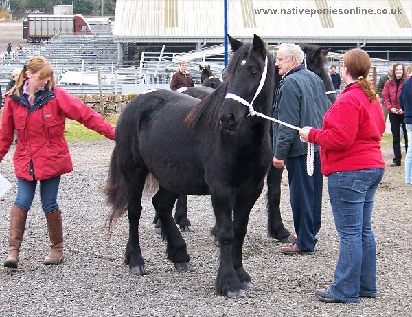 Fell Pony Sales 2007