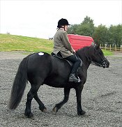 Fell Pony Sales 2007